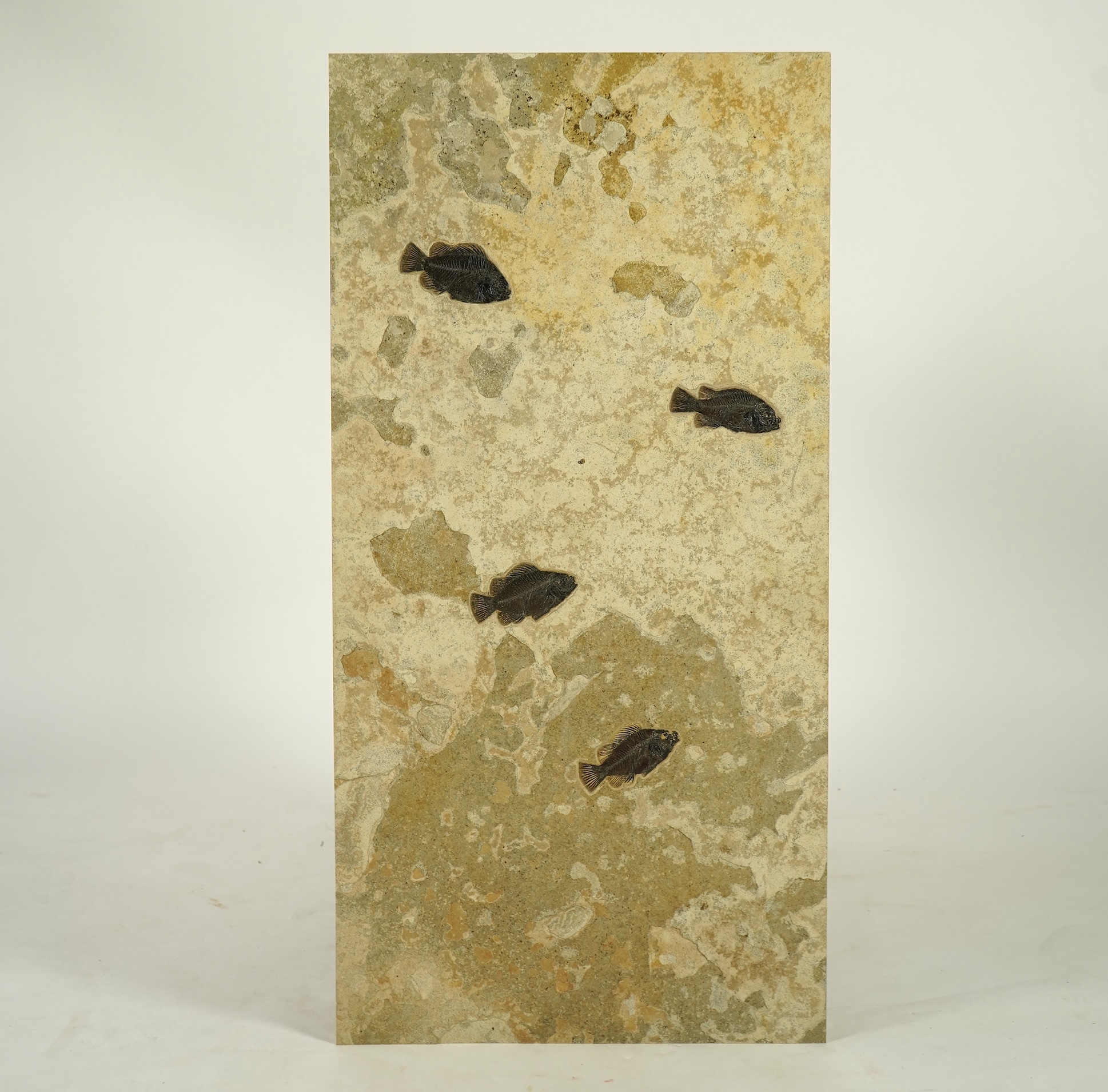 A large and impressive fish fossil triptych